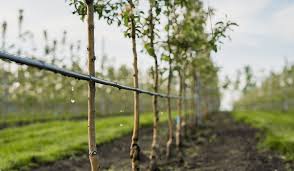 Prioritize water and soil conservation